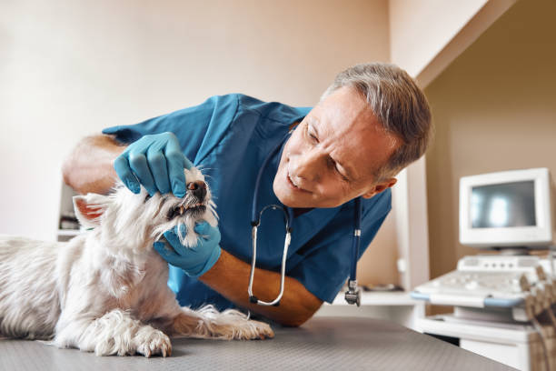 Best Emergency Dental Care for Broken or Chipped Teeth in Eureka, KS